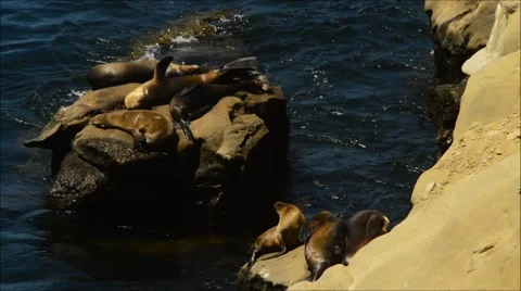 Sea Lions resting on Cliffs Stock Footage 52679046