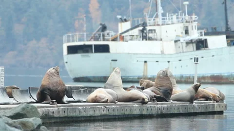 Sea lions resting on a dock Vídeo Stock 44874630