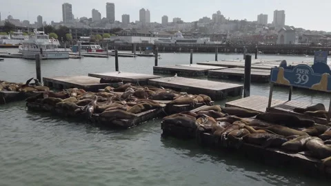 Sea Lions Resting on Floating Docks at Pier 39, San Francisco Stock Footage 307236128