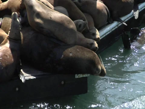 Sea lions resting on a pier Stock Footage