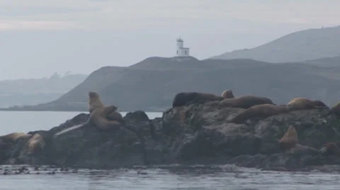 Sea Lions on Rocks Stock Footage 33604733