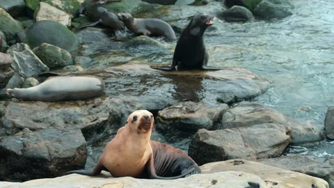 Sea Lions on Rocks Stock Footage 178642609