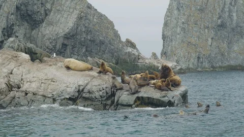 Sea lions sitting on cliff and swimming in ocean water. Wildlife and sea animal Stock Footage 98726341