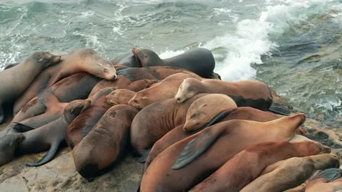 Sea Lions Sleeping Stock Footage 178643744