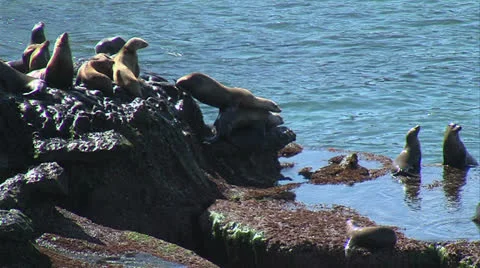 Sea Lions Stumble Over Each Other Stock Footage