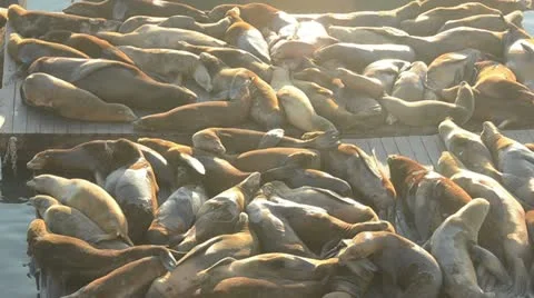 Sea lions sunbathing Stock Footage 12265659