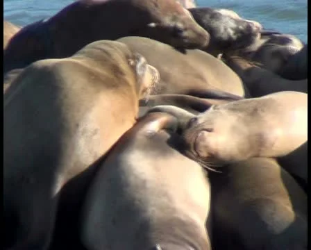 Sea lions V2 - PAL Video stock 12458874