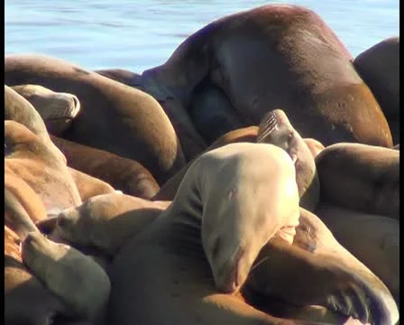 Sea lions V7 - PAL Video stock 12458736