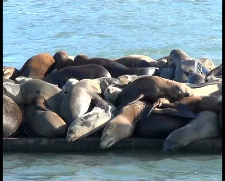 Sea lions V8 - PAL Video stock 12458726