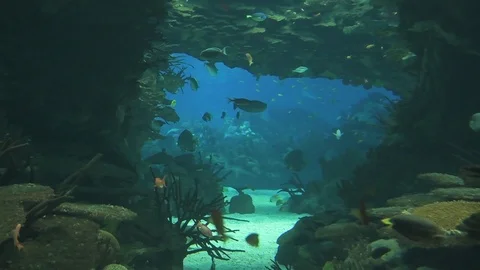 Sea live Video stock 112233102