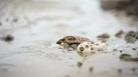 Sea at low tide macro shot slow motion Stock Footage 95937037