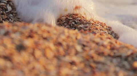 SEA MACRO 스톡 동영상 26322361