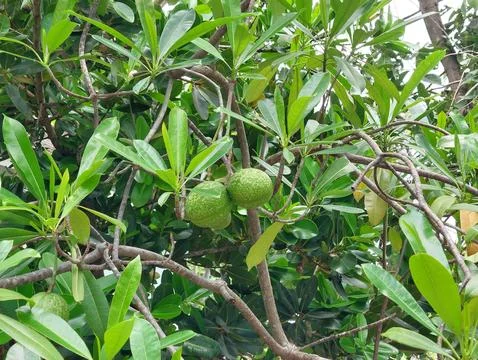 Sea Mango Tree with Round Fruit in Tropical Garden Stock Photos