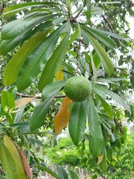 Sea Mango Tree with Round Fruit in Tropical Garden Stock Photos