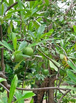 Sea Mango Tree with Round Fruit in Tropical Garden Stock Photos