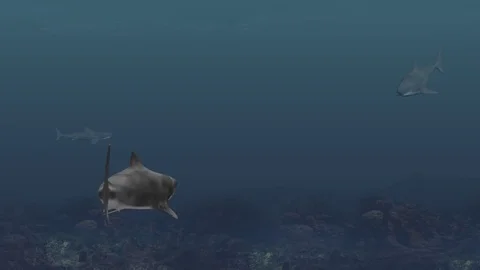 A sea with many sharks. Stock Footage 81296719