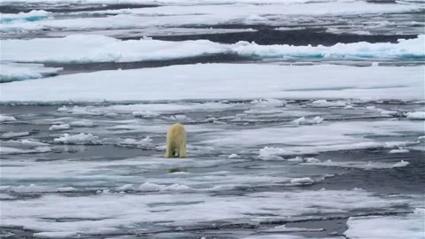 Sea melting arctic north polar bear climate change warming earth at video HD 動画素材 334031953