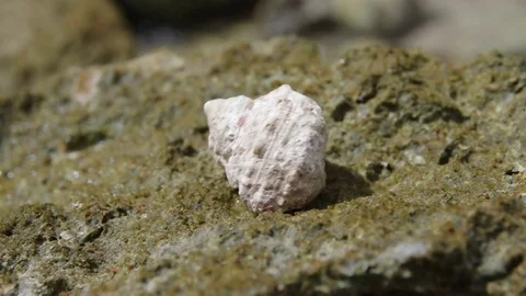Sea mollusk tentacles Stock Footage 70876592