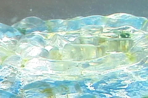 Sea monkey &amp; friend Stock Footage 281869