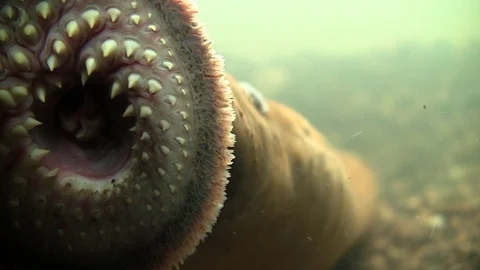 Sea monster: Sea lamprey spawning sucking the lens 4:2:2 ep.1 / p.1 Stock Footage