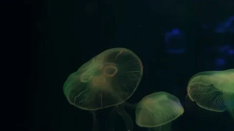 Sea moon jellyfish floating in a translucent blue light color on a dark Stock Footage 231365278