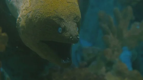 Sea moray eel close-up Stock Footage 73544401