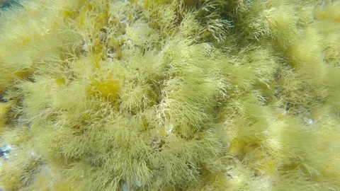 Sea Moss Drift 1 Stock-Footage 257002404