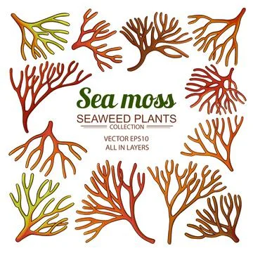 Sea moss elements vector set on white background Stock Illustration