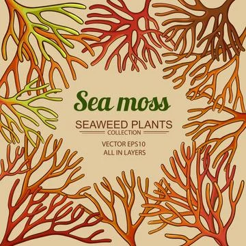 Sea moss frame Stock Illustration