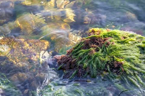 Sea moss. Stock Photos