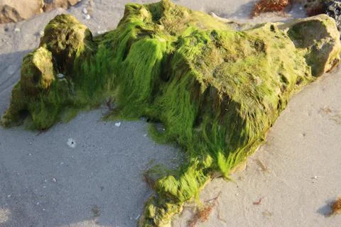 Sea Moss Foto stock