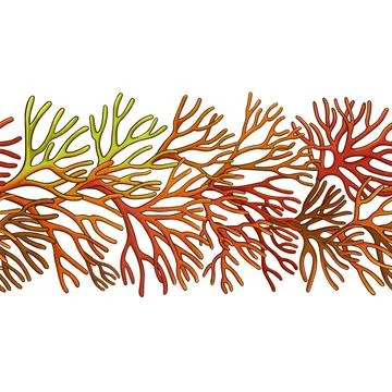 Sea moss plant pattern on white background Stock Illustration
