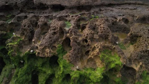 Sea Moss on Rocks Stock Footage 333583365