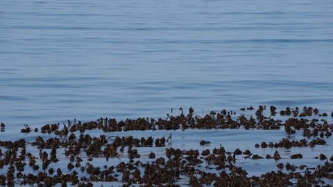 Sea motion swaying the kelp in the deep blue sea Vídeos de archivo 339125300