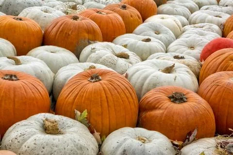 Sea Multi-Colored Pumpkins White Red Orange Decoration Autumn Fall Season Gro Stock Photos