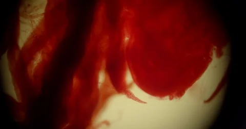 Sea Mussel through microscope incredible nature ultra Macro Stock Footage 110686879
