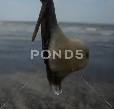 Sea mussels Stock Photos
