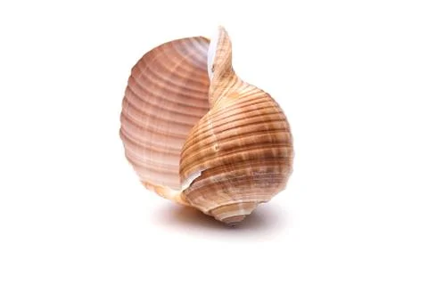 Sea natural shell, original pattern of marine life. Safety Shelter for mollus Stock Photos