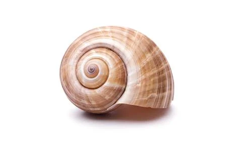 Sea natural shell, original pattern of marine life. Safety Shelter for mollus 写真素材