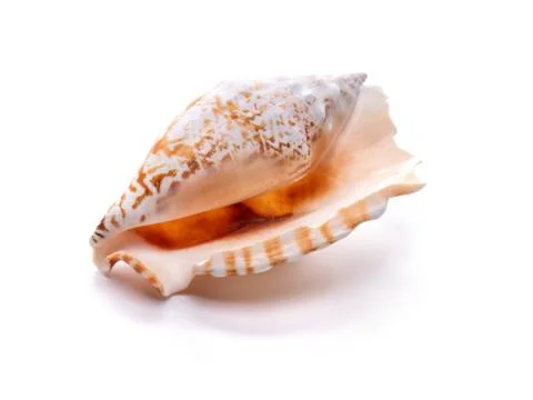 Sea natural shell, original pattern of marine life. Safety Shelter for mollus Foto stock