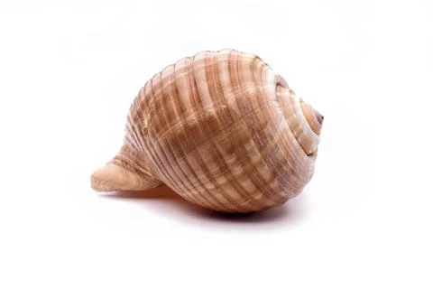 Sea natural shell, original pattern of marine life. Safety Shelter for mollus Stock Photos