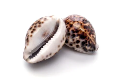 Sea natural shell, original pattern of marine life. Safety Shelter for mollus Stock Photos