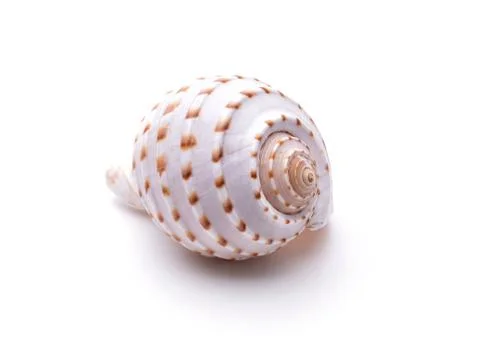 Sea natural shell, original pattern of marine life. Safety Shelter for mollus Stock Photos
