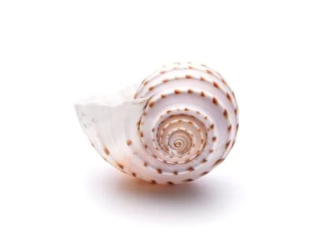 Sea natural shell, original pattern of marine life. Safety Shelter for mollus Stock Photos