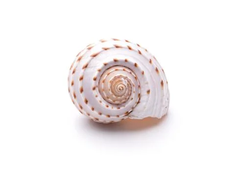 Sea natural shell, original pattern of marine life. Safety Shelter for mollus Stock Photos