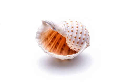 Sea natural shell, original pattern of marine life. Safety Shelter for mollus Stock Photos