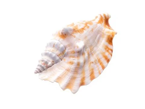 Sea natural shell, original pattern of marine life. Safety Shelter for mollus Stock Photos