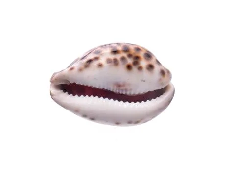 Sea natural shell, original pattern of marine life. Safety Shelter for mollus Foto stock