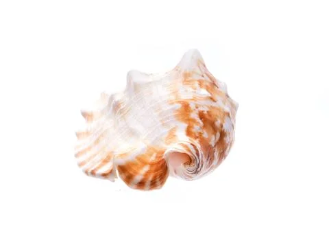 Sea natural shell, original pattern of marine life. Safety Shelter for mollus Stock Photos