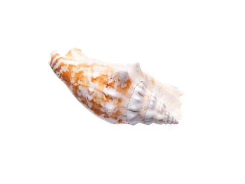 Sea natural shell, original pattern of marine life. Safety Shelter for mollus Stock Photos